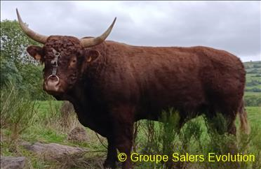 photo non disponible